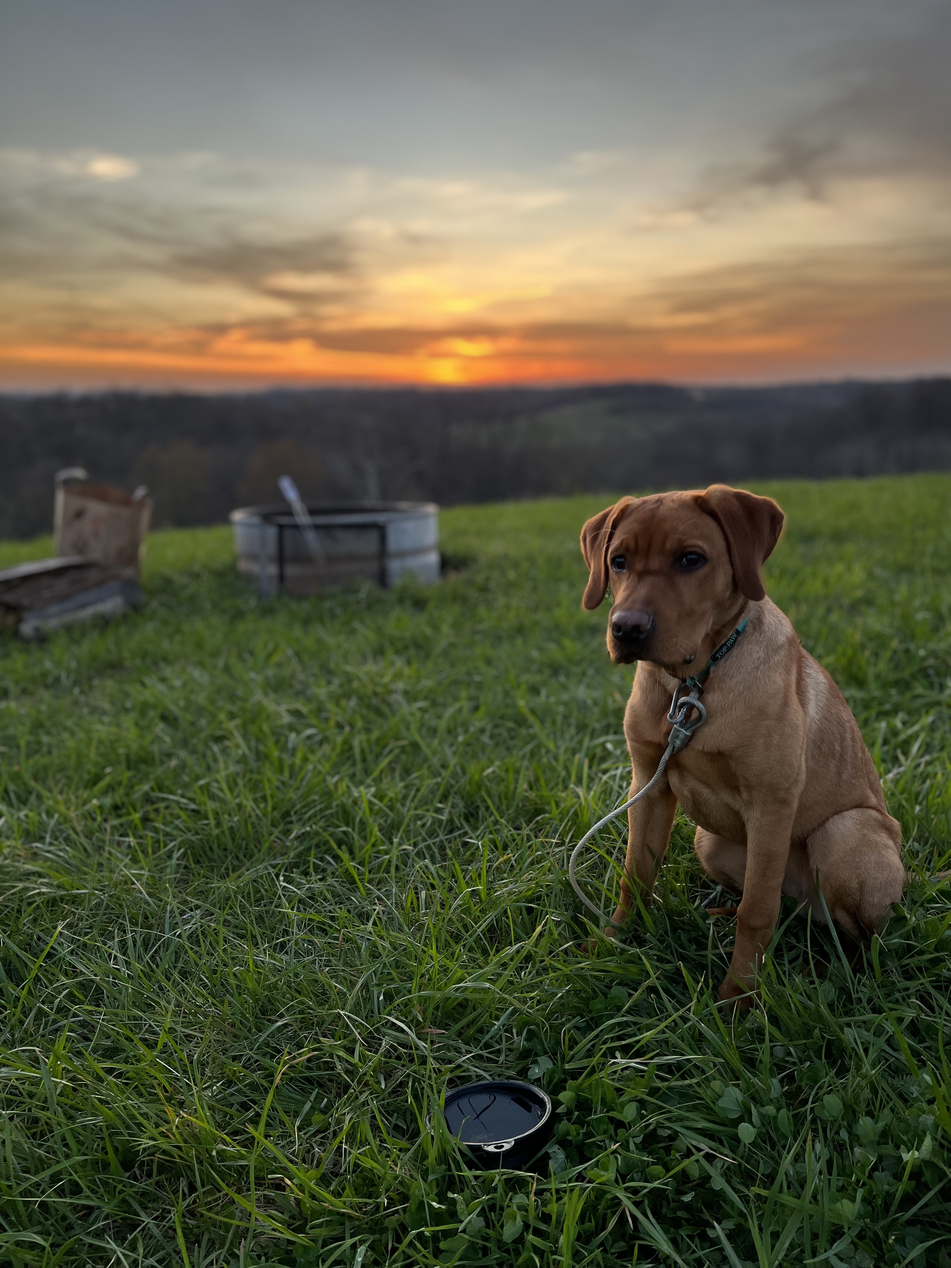 Fox red lab at a campsite at sunset