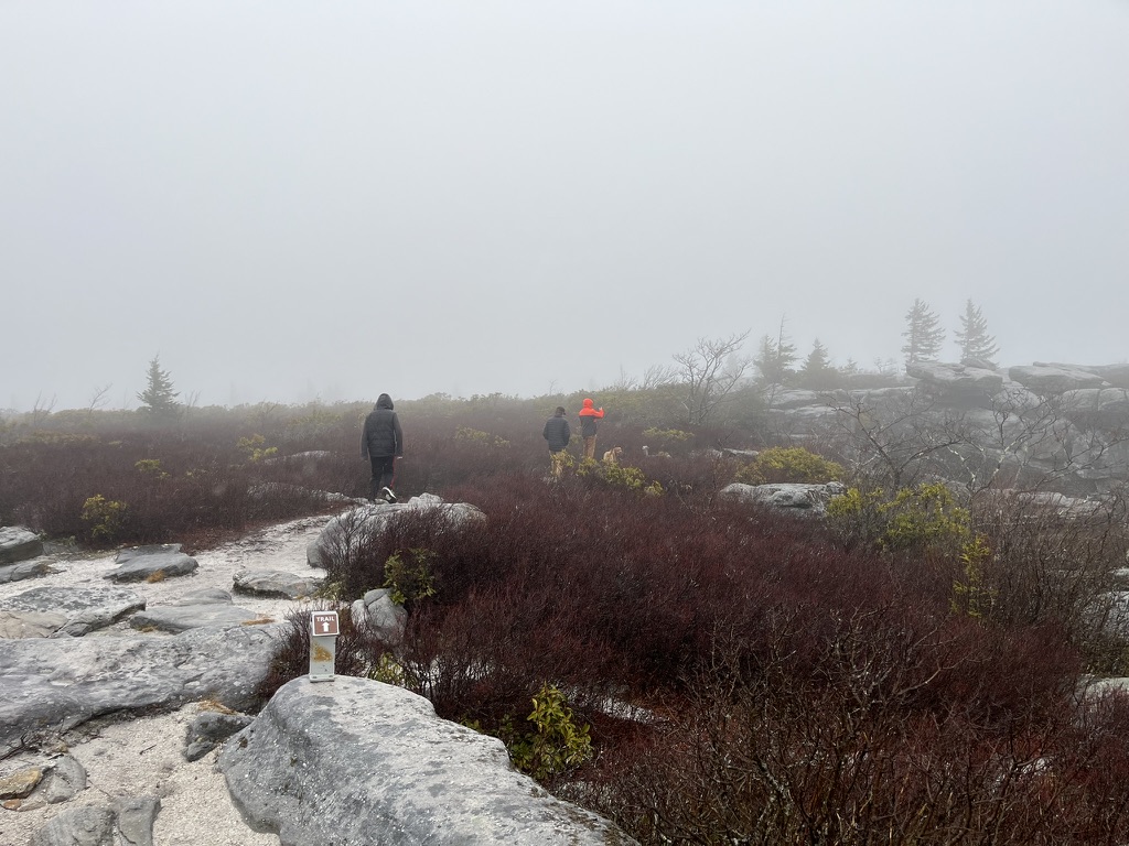 Foggy afternoon at Bear Rocks Nature Preserve